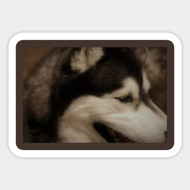 Dog husky Sticker by notregme